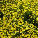 Tagetes signata pumilla 'Lulu'